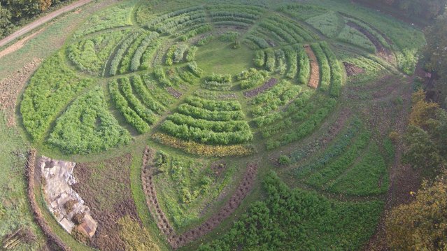 Het voedselbos van Ecodorp Boekel. door Ecodorp Boekel (bron: Ecodorp Boekel)