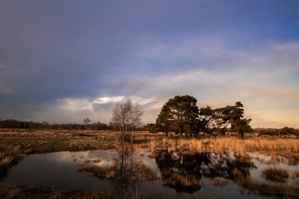 Wetlands at de Strabrechtse Heide in the Netherlands. Marsh Landscape of Noord Brabant (North Brabant). door Jeroen Mikkers (bron: shutterstock)