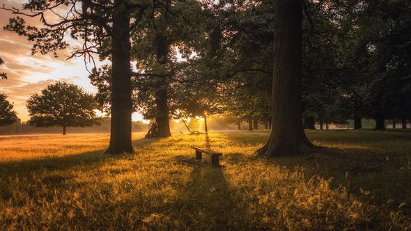 eikenbos, bos -> Photo by Simon Wilkes on Unsplash door Simon Wilkes (bron: Unsplash)