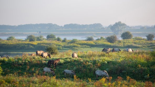 Ooijpolder, Nijmegen door Anton Havelaar (bron: shutterstock)