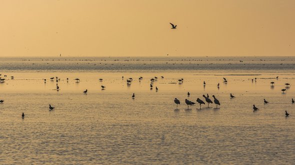 Vogels in de Waddenzee. door Henk Osinga Photography (bron: Shutterstock)