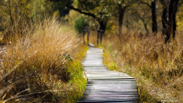 natuur groen milieu