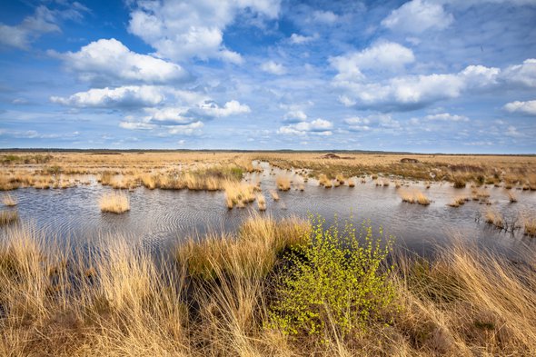 Landscape image of raised bogs in Natura 2000 nature reserve Fochtelooerveen on the border of Drenthe and Friesland, Netherlands door Rudmer Zwerver (bron: Shutterstock)