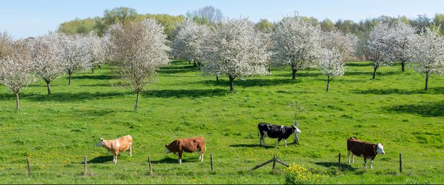 Koeien in een boomgaard in de buurt van Tiel. door Anton Havelaar (bron: Shutterstock)