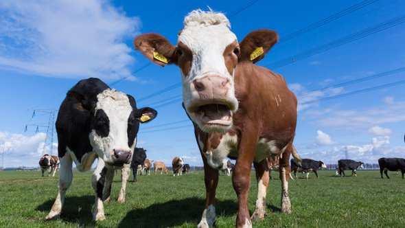 Laughing Dutch Cow in the Meadow door Rosanne de Vries (bron: shutterstock)