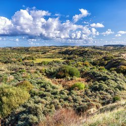 De 'Amsterdamse waterleidingduinen'. Een duingebied tussen Zandvoort (Noord-Holland) en de Langevelderslag in Noordwijk (Zuid-Holland). Nederland door Atosan (bron: Shutterstock)