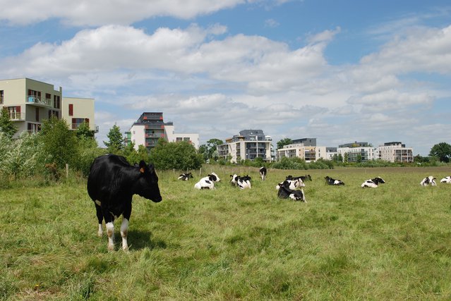 Veeteelt koeien platteland veld stad gebouwen - Pixabay, 2020 door FranckSeuret (bron: Pixabay)