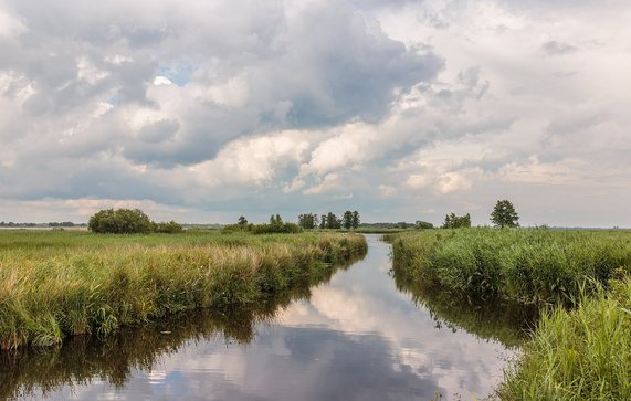 Nationaal Park Weerribben-Wieden door Agnes Monkelbaan (bron: Wikimedia Commons)