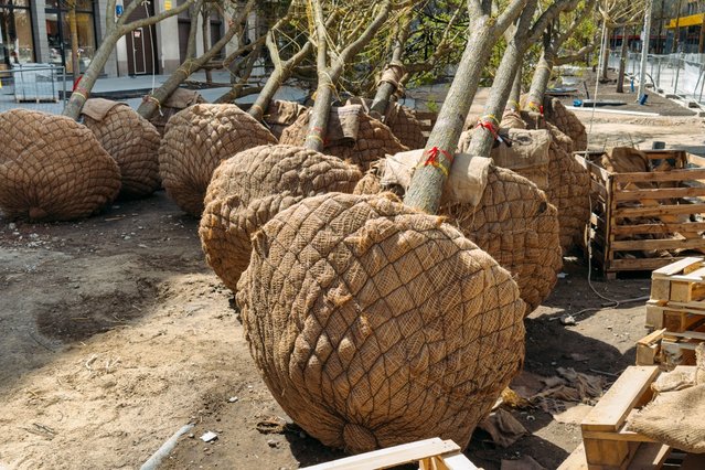 Bomen met wortelballen door Iryna Imago (bron: Shutterstock)