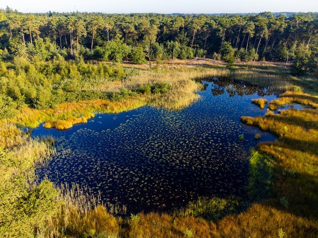 Aerial view on forest and lakes. door barmalini (bron: Shutterstock)