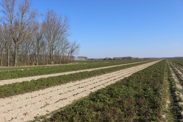 Een levend systeem door minimale grondbewerking en een afwisselende aanplant. De boomkraag bevordert de biodiversiteit in de grond, op het land en in de lucht. door Jutta Hinterleitner (bron: Essay Regeneratieve landbouw)