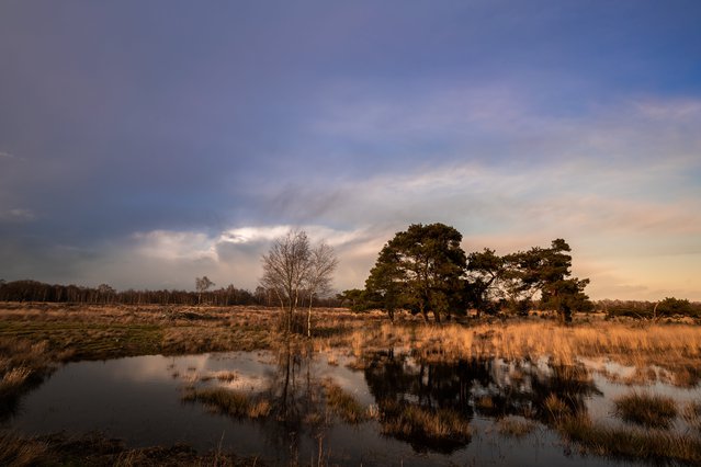 Het natuurgebied Strabrechtse Heide in Noord-Brabant door Jeroen Mikkers (bron: Shutterstock)