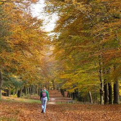 Vrouw wandelend in boslandschap van Hoekelum in Ede door INTREEGUE Photography (bron: Shutterstock)