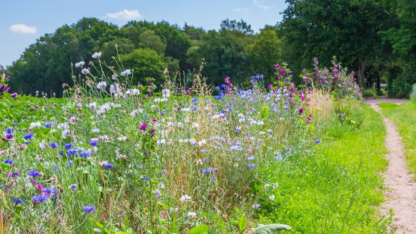 Natuurinclusief, bloemenweide door INTREEGUE Photography (bron: Shutterstock)