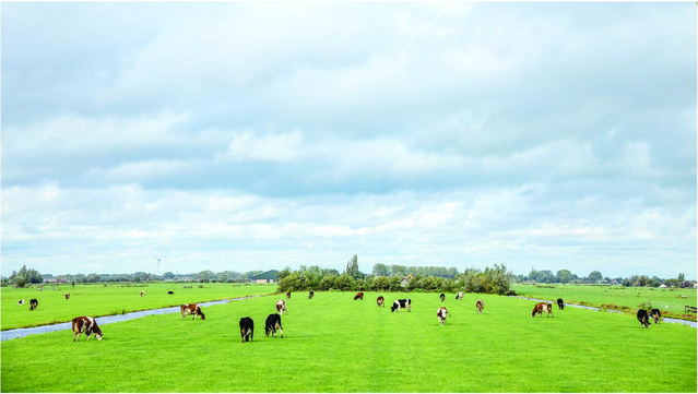 Groep koeien grazend in de weide door Clara Bastian (bron: Shutterstock)