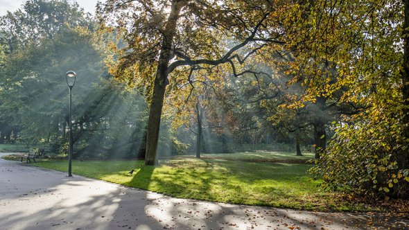 Ingewikkeld spel van licht en schaduw rond een boom in het Park in Rotterdam, Nederland op een mooie ochtend in november door Frans Blok (bron: Shutterstock)