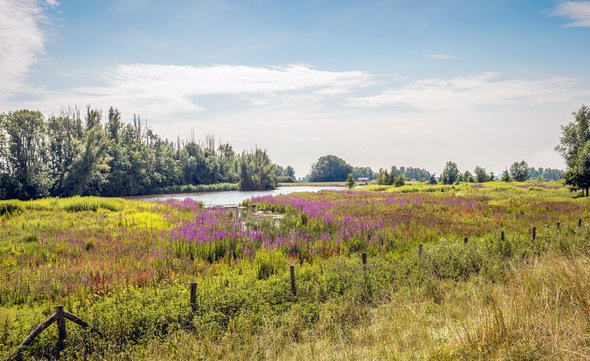 Picturesque image of many flowering Purple Loosestrife or Lythrum salicaria plants behind a fence in a small Dutch nature reserve in North Brabant. door Ruud Morijn Photographer (bron: shutterstock)
