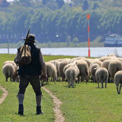 schapen herder