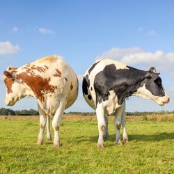 Bruine en Zwart-Witte Koe in de Weide door Clara Bastian (bron: shutterstock)