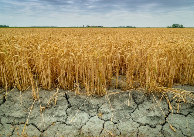 Droogte door Jasper Suijten (bron: Shutterstock)