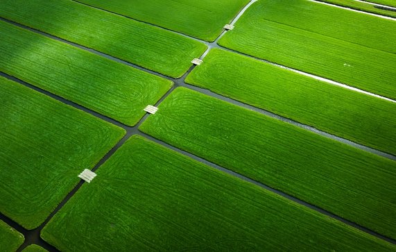 Luchtfoto van groene velden en landbouwvelden in Nederland. door PBabic (bron: Shutterstock)