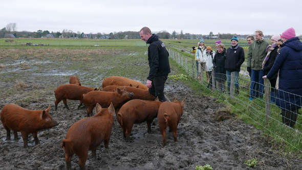 Bij Herenboeren Duinstreek lopen de varkens buiten op het land door Jaco Boer (bron: Gebiedsontwikkeling.nu)