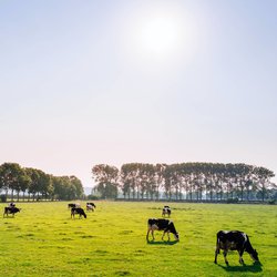 koeien in weiland -> Photo by Leon Ephraïm on Unsplash door Leon Ephraïm leonephraim (bron: Wikimedia Commons)