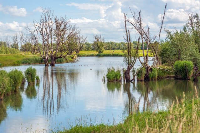 Park de Biesbosch, Noord-Brabant door Ruud Morijn Photographer (bron: shutterstock)