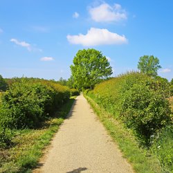 Beautiful dutch landscape, empty cycle path between green hedgerows in countryside, blue spring sky - Maasheggen biosphere reserve, Netherlands door Ralf Liebhold (bron: Shutterstock)