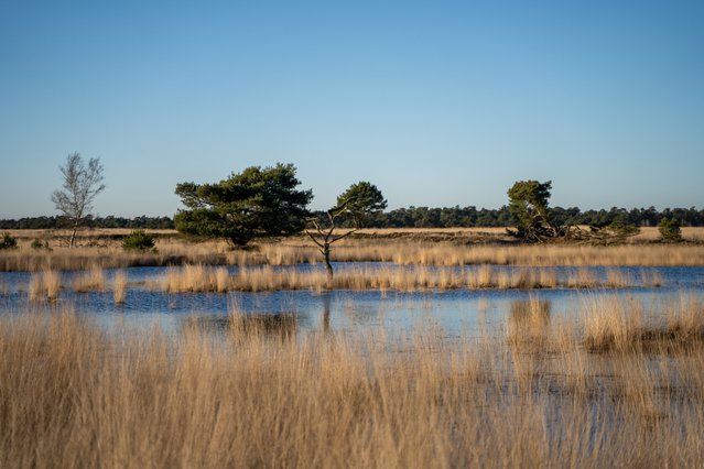 Prachtige heide in de avondzon bij Nationaal Park De Hoge Veluwe door J. Waleson Photo (bron: Shutterstock)