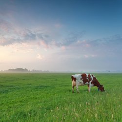 Leeg weiland met een koe door Olha Rohulya (bron: Shutterstock)