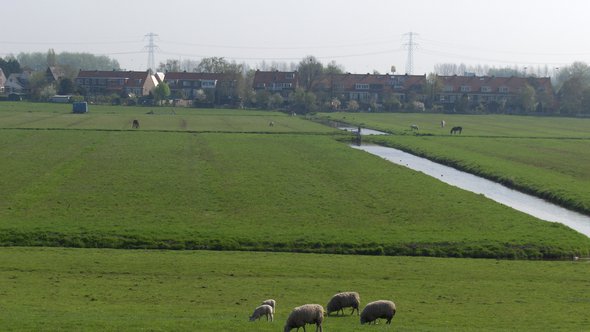 foto danielle van drive schapen groen