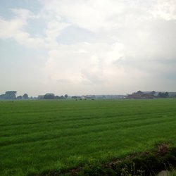 boerderijen in de polder flickr door E. Dronkert (bron: Flickr)