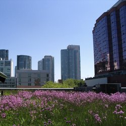 MEC's green roof among others