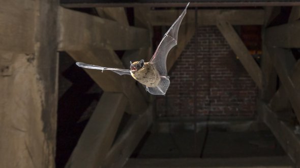 Pipistrelle vleermuis door Rudmer Zwerver (bron: Shutterstock)