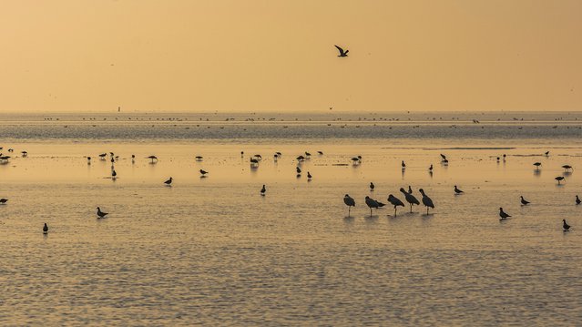 Vogels in de Waddenzee. door Henk Osinga Photography (bron: Shutterstock)