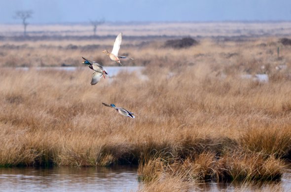 Eenden in het park, op zoek naar een paringspartner, Nationaal Park Dwingelderveld door Robintuik (bron: Wikimedia Commons)