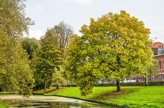 Een park in Rotterdam door Frans Blok (bron: Shutterstock)