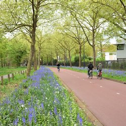 Fietsers richting Philips de Jong-park in Eindhoven door Svetlana K Tarakanova (bron: shutterstock)