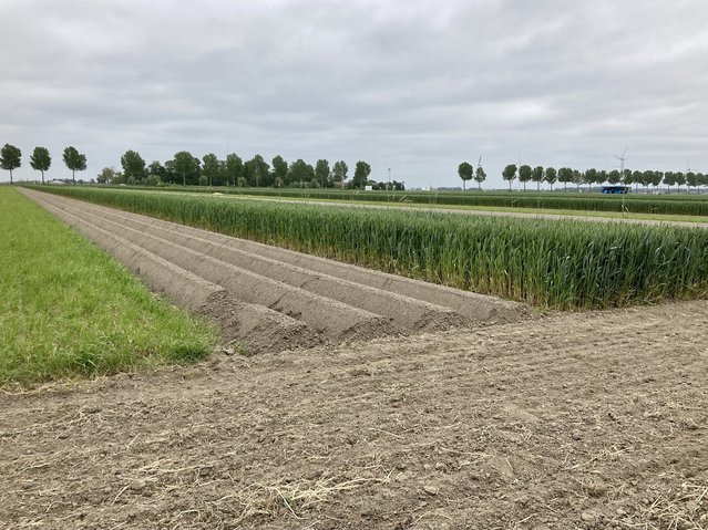 Strokenlandbouw door Hanna Lara Palsdottir (bron: Hanna Lara Palsdottir)