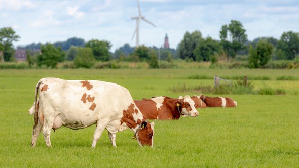 Koeien in weiland door Wut_Moppie (bron: shutterstock.com)