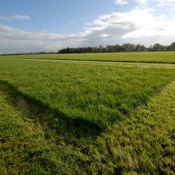 Grasveld, Overijssel door Lex Broere (bron: shutterstock)