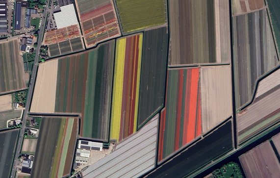 Tulpenvelden door Aerial Viewer (bron: Shutterstock)