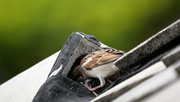 Mus maakt nest op het dak door Marut Sayannikroth (bron: Shutterstock)