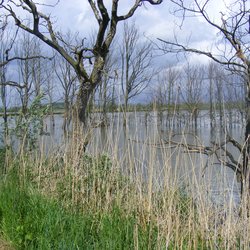 Biesbos onder water door Ruimte voor de Rivier door Natuur12 (bron: Wikimedia)