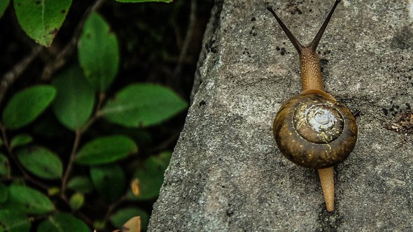 snail