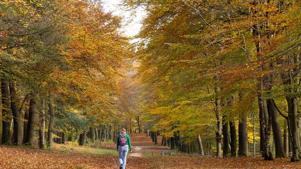 Vrouw wandelend in boslandschap van Hoekelum in Ede door INTREEGUE Photography (bron: Shutterstock)