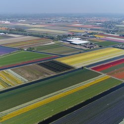 Luchtfoto van Lisse door GLF Media (bron: Shutterstock)