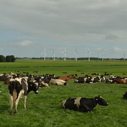 Landbouw Veeteelt Nederland - Pixabay door MrsBrown (bron: Pixabay)