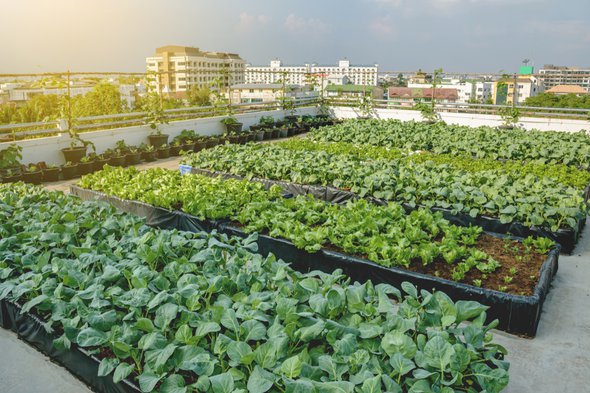 Daktuin, Moestuin op het dak, Groenten op het dak van het gebouw, Landbouw in stedelijke op het dak van het gebouw door YuRi Photolife (bron: Shutterstock)